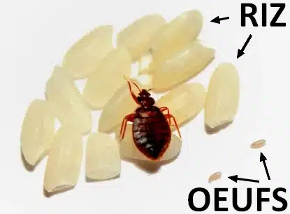 Comparatif taille grain de riz et œufs de punaises de lit